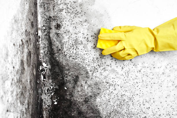 Best Attic Mold Removal  in Wanamingo, MN