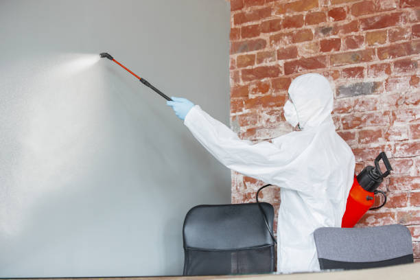 Best Mold Damage Restoration  in Wanamingo, MN