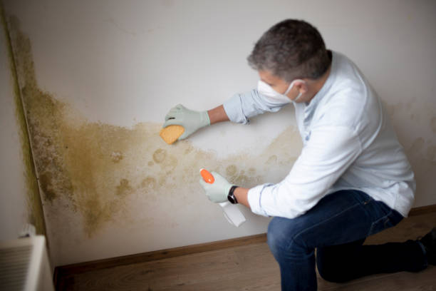 Best Comprehensive Air Testing for Mold Contaminants  in Wanamingo, MN