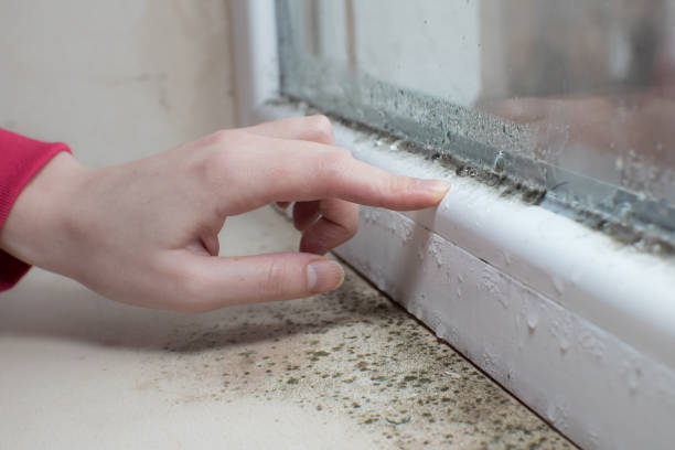 Mold Remediation for Vacation Homes in Wanamingo, MN